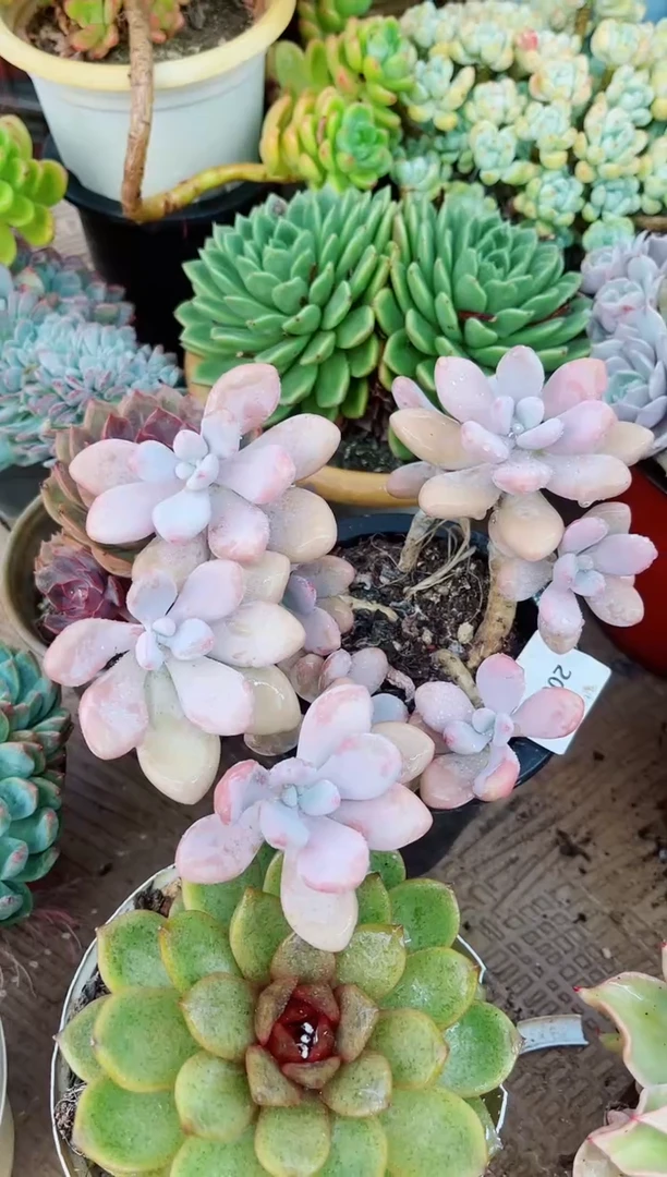 珠****）20064多肉植物一物一拍