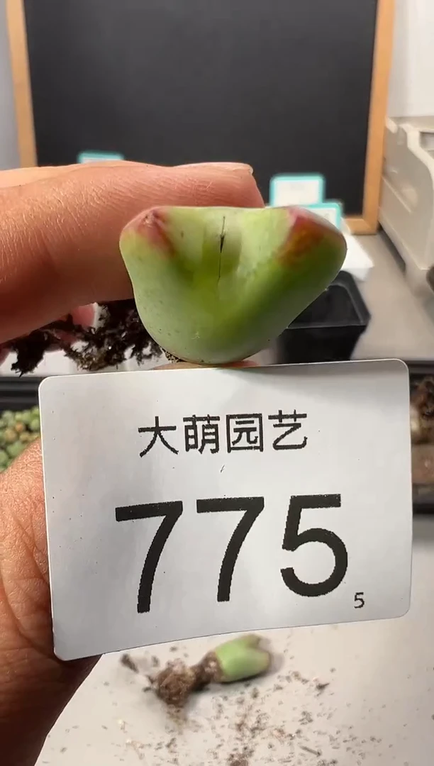 【闪购商品】+++++775