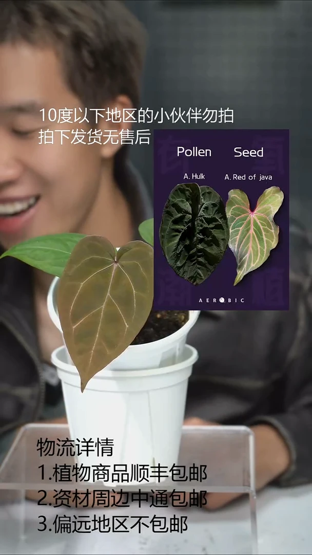 完全开放Hulk*红爪哇