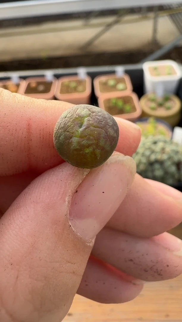 【闪购商品】2/4-313