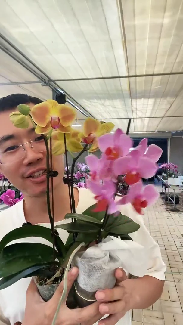 完全开放微瑕三色鸟+圣罗莎组合