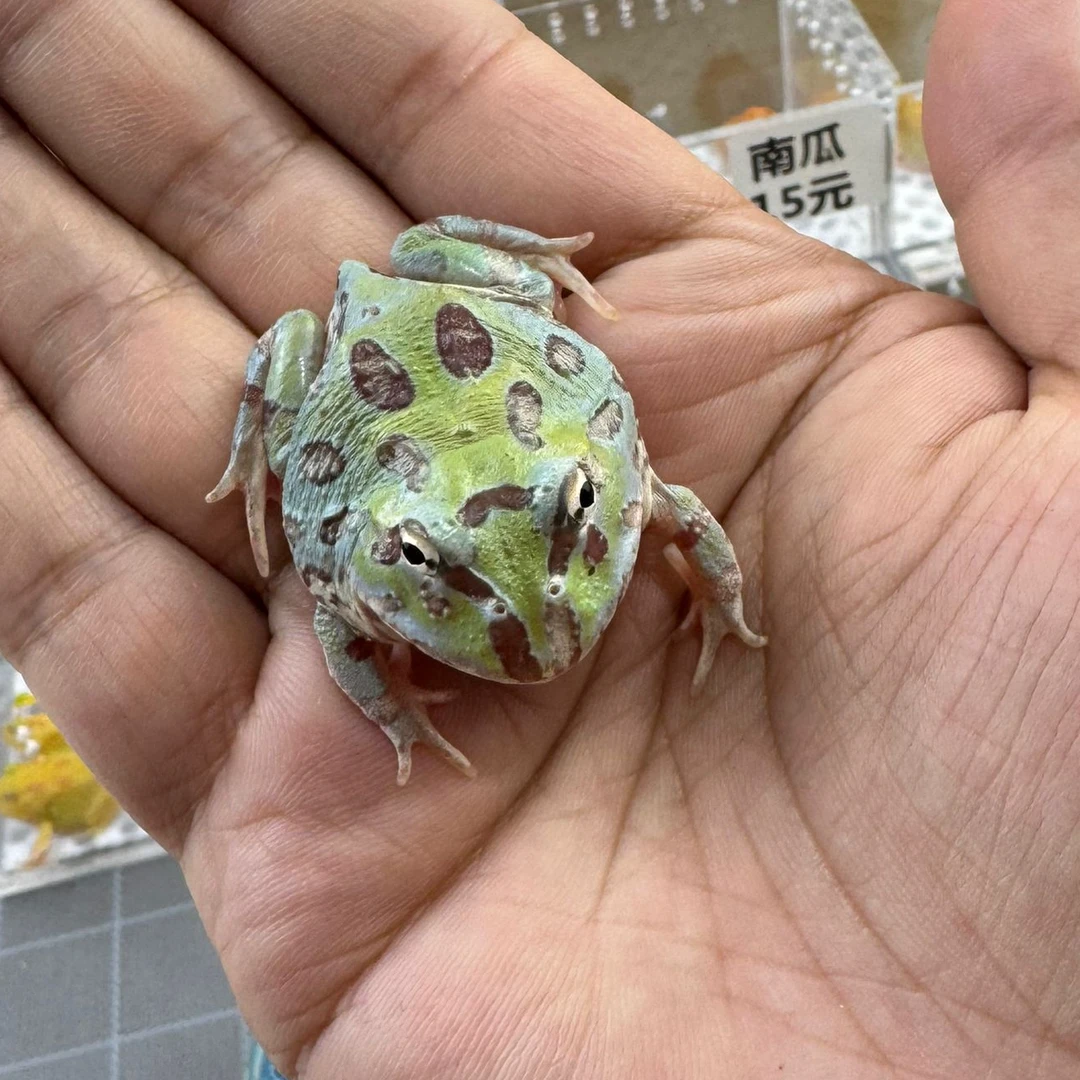 变异角蛙 专拍链接