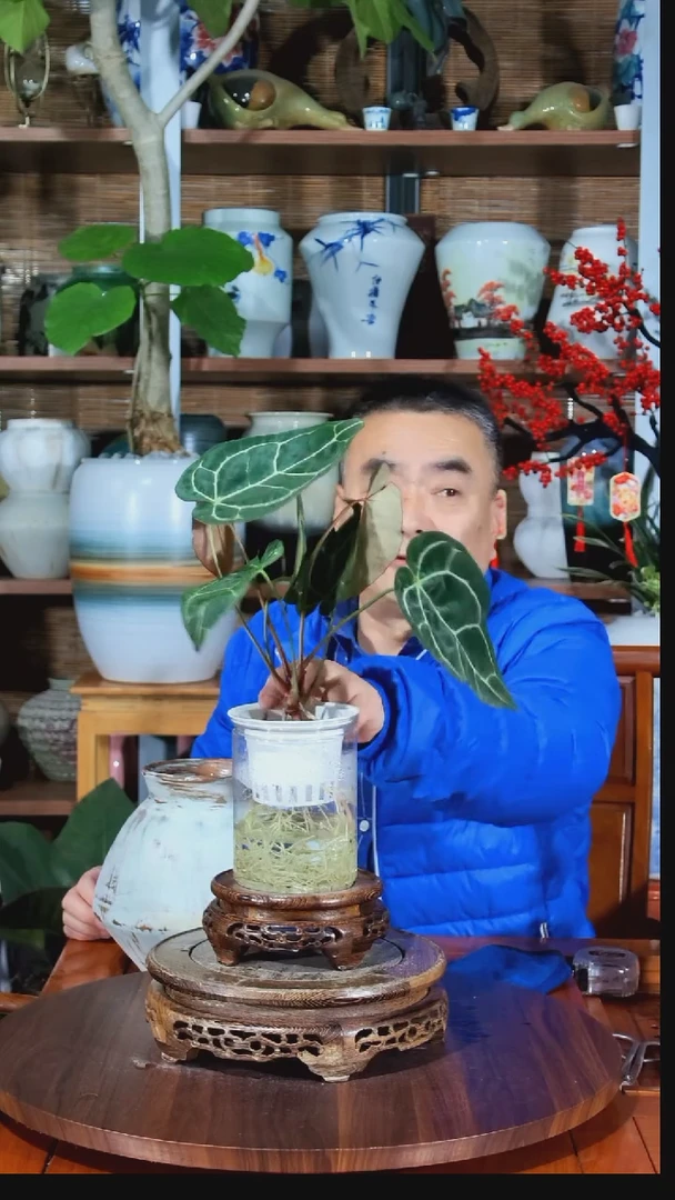 无花朵T***r水之韵水培水晶花烛