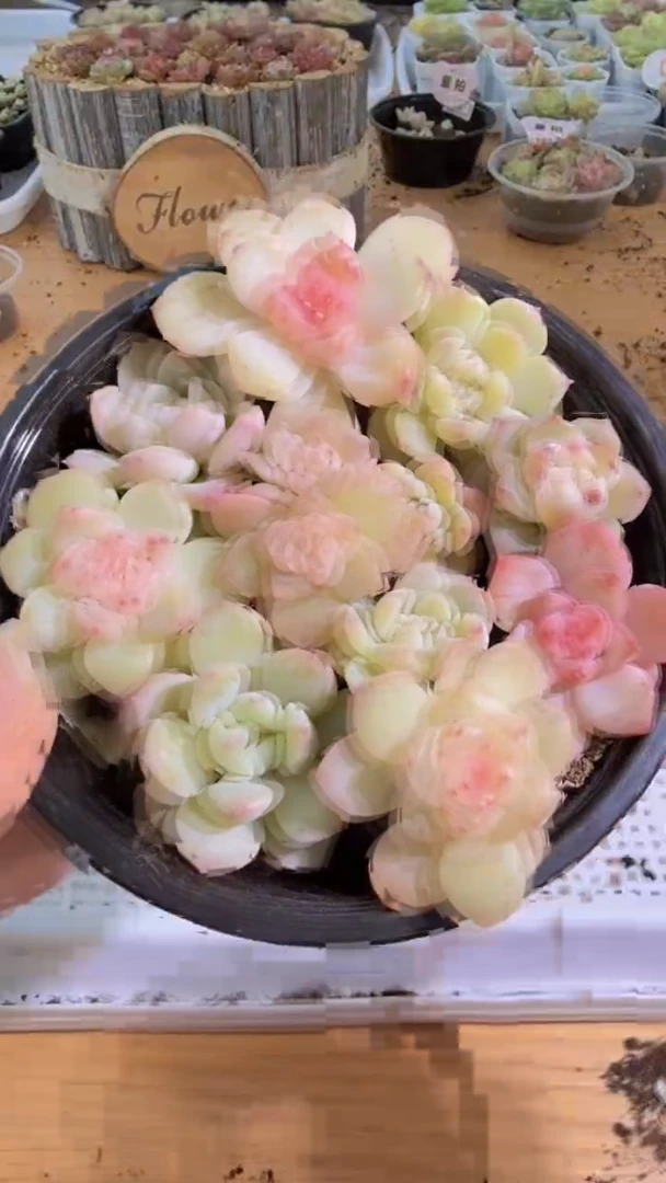 甜心混 1盒 量拍混发 满9.9包邮