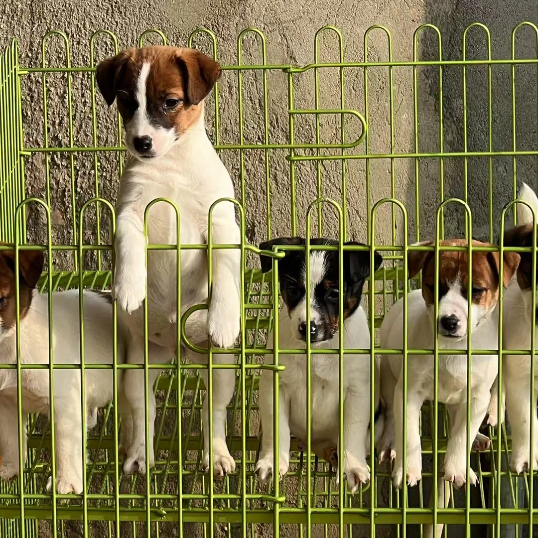 杰克萌宠犬舍宠物活体链接