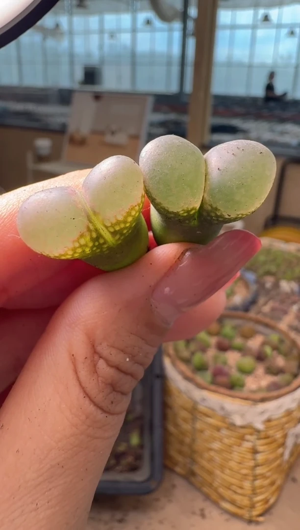 10-412多肉植物肉锥一颗
