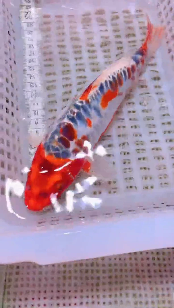 锦鲤冷水观赏鱼全场包邮104