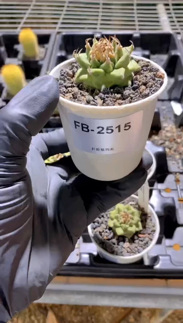 【闪购商品】赤花娇丽FB-2515
