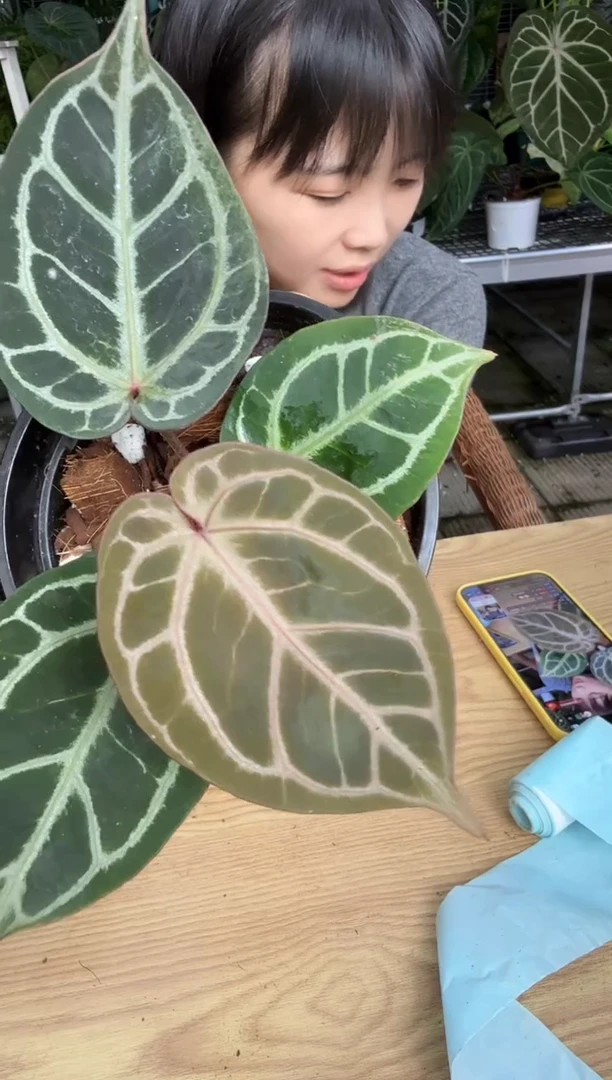 完全开放848   红虎