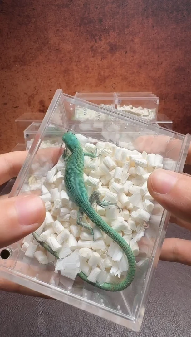 翡翠龙纹蜥 鳞与尾 Scale Tail 爬宠翡翠苗子