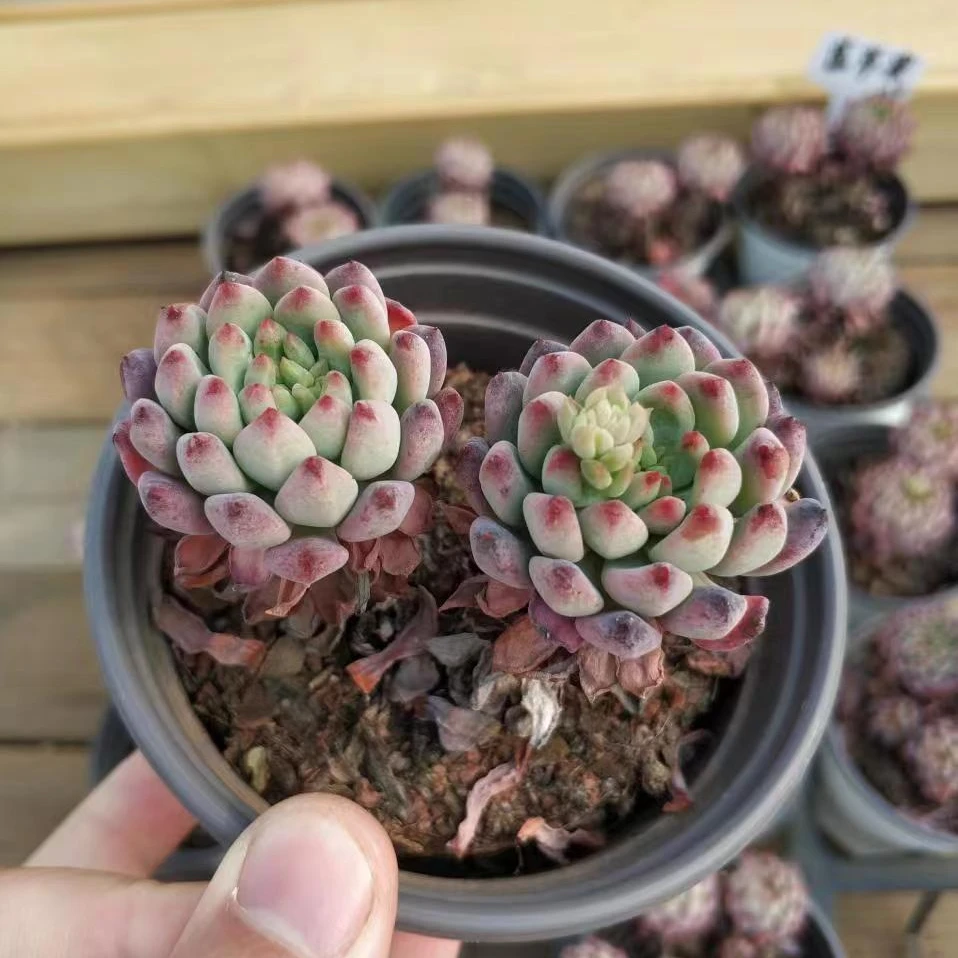 蓝苹果 多肉植物