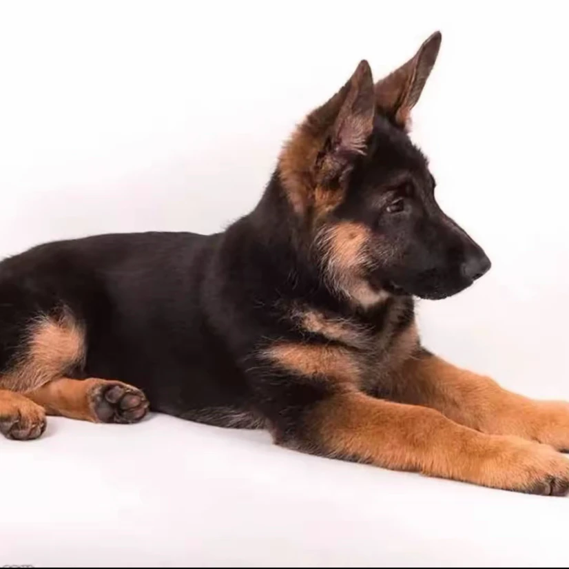 （德牧推荐官）T狗狗活体
