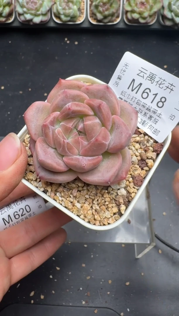 618M当天拍3颗包柚 带盆土纸巾打包 云禹花卉 珍妮多肉植物