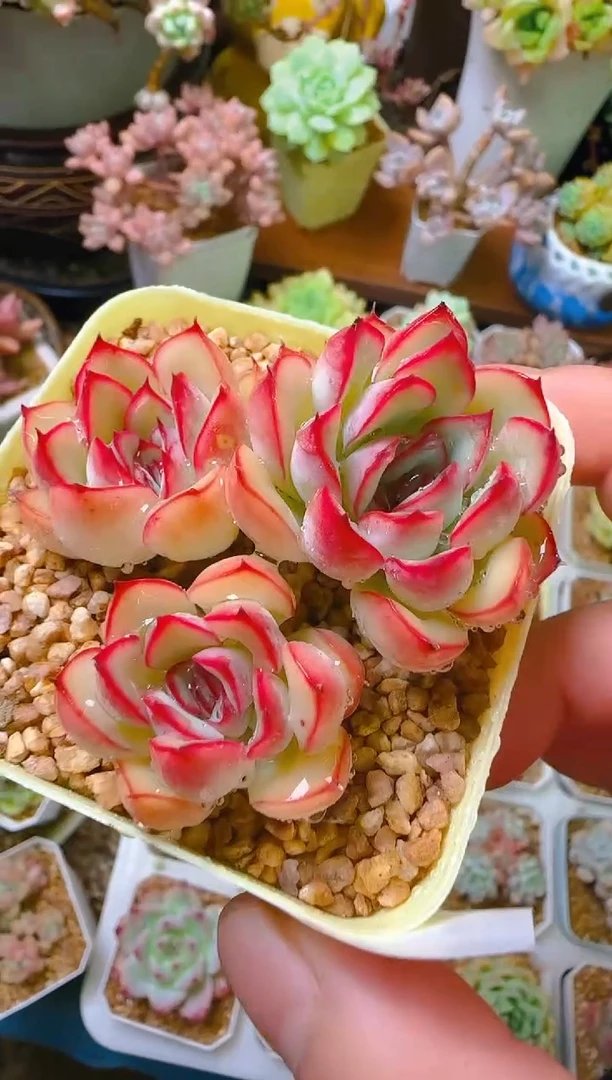 银—017—仙农（荷）