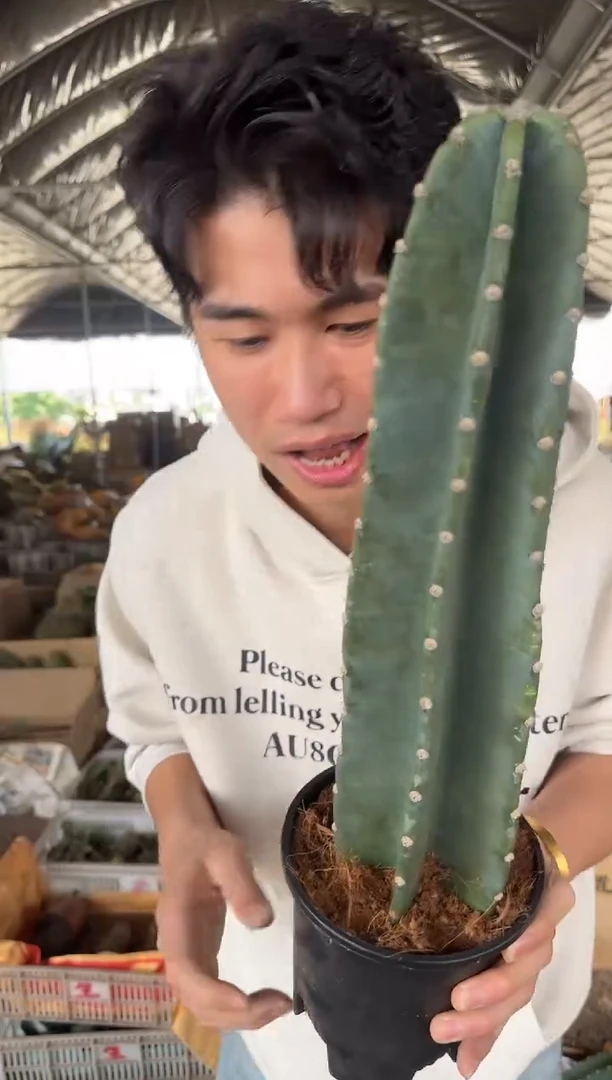 【带盆土】20cm+ 量天尺