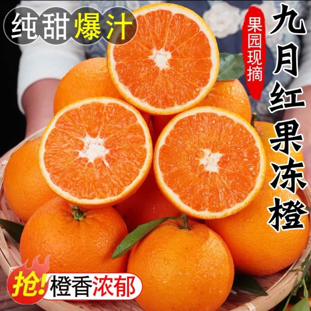 三峡秭归九月红果冻橙5斤装新鲜当季橙子果园现摘现发甜橙香甜