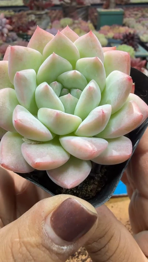 东云多肉园二店-492