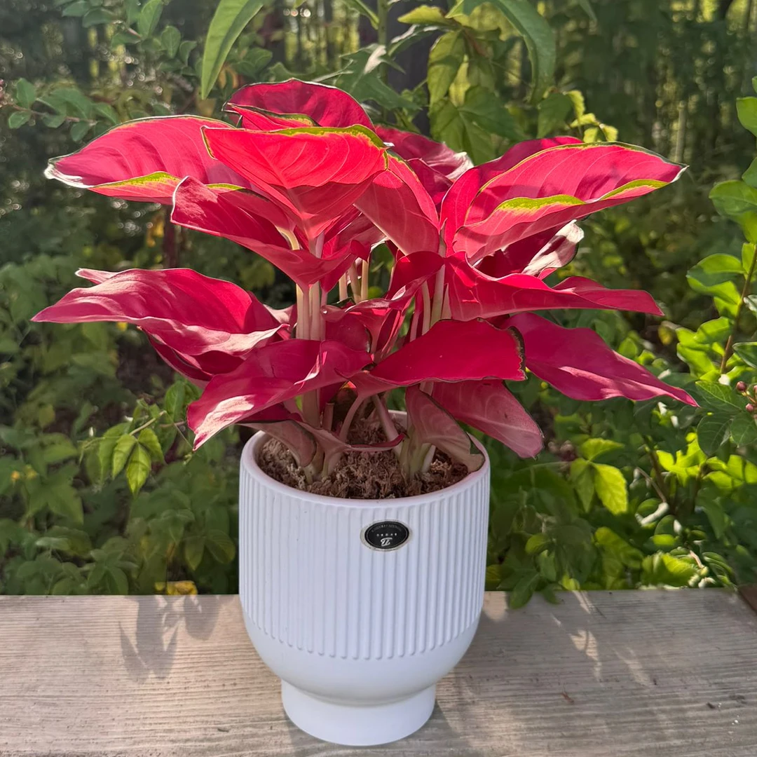 【包邮】中国红绿植室内盆栽公司前台卧室客厅植物吸甲醛净化空气