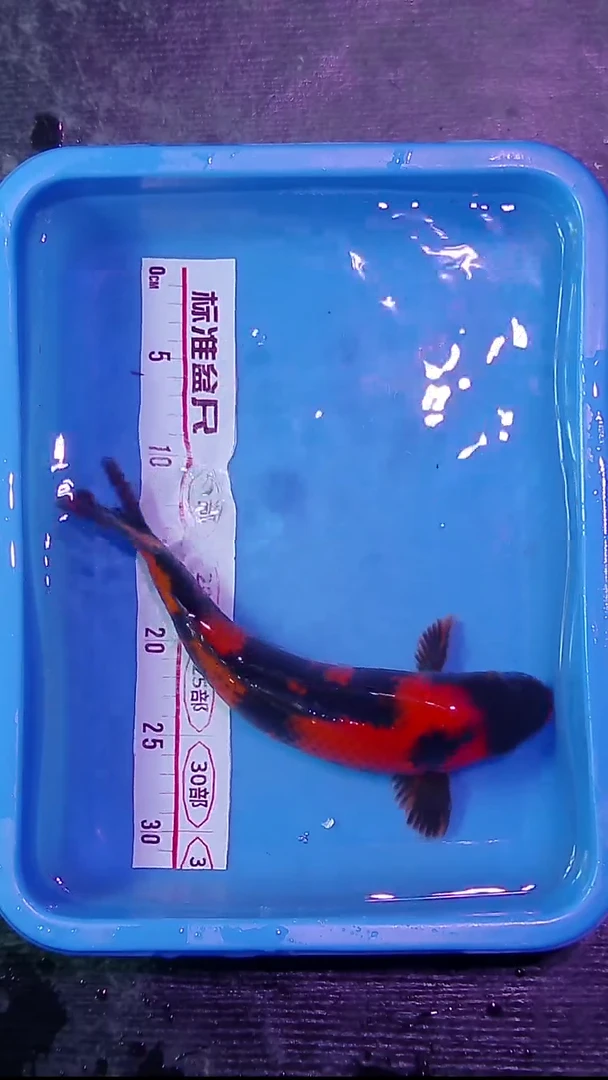 锦鲤直播间菁选 3号 对版发货