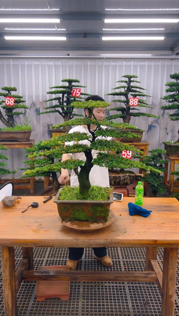 无花朵王**师精品盆景直播间一物一拍