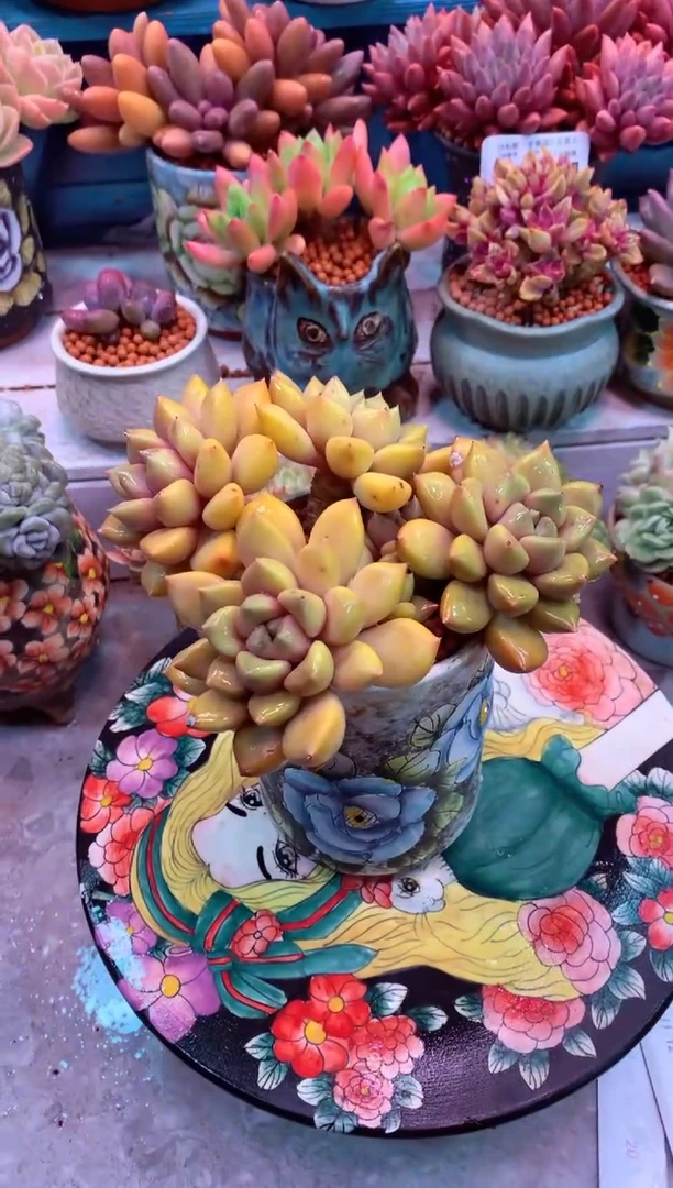 红象牙黄金科文斯245M（一物一拍，精品多肉，所见即所得 ）