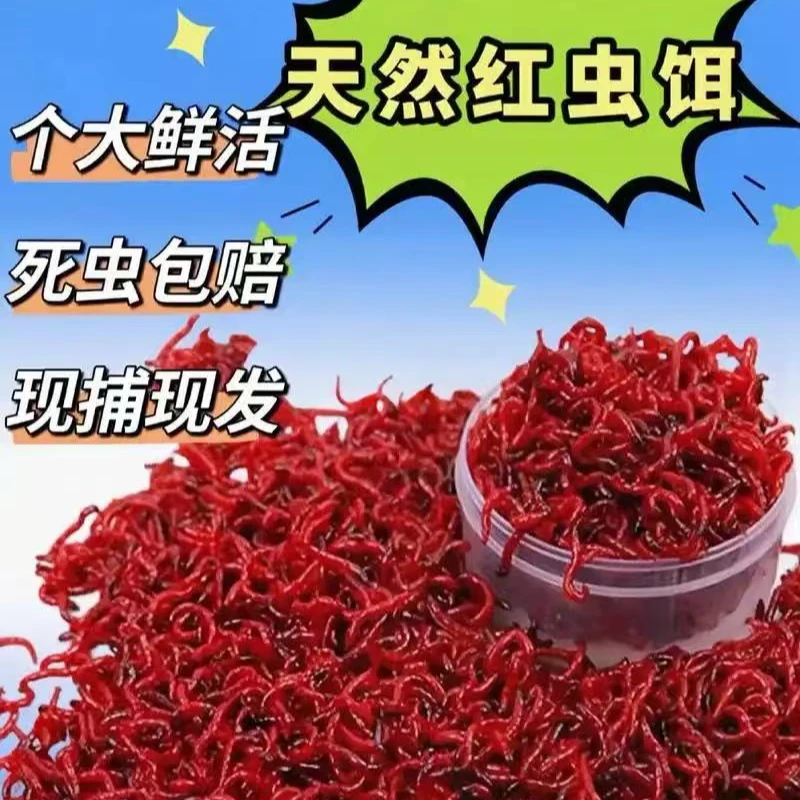 红虫活饵 鲜活精品红虫 黑头公虫 垂钓 喂鱼 黑坑