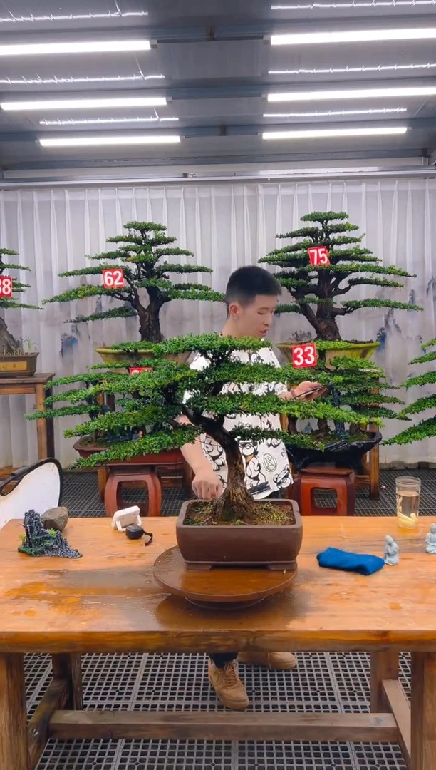 无花朵精品盆景直播间一物一拍
