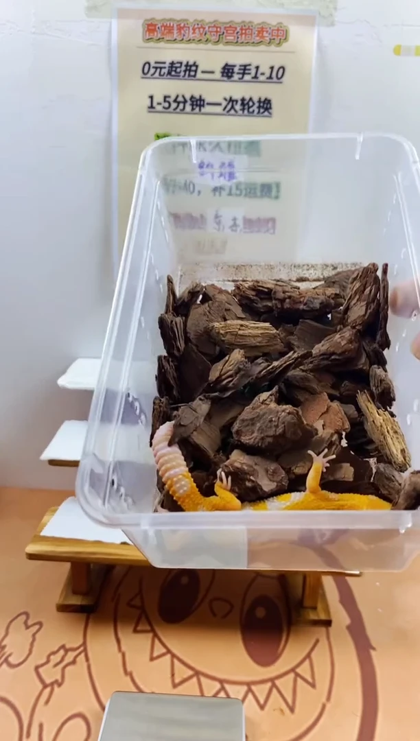 豹纹守宫豹纹守宫幼苗亚成体成体肥尾