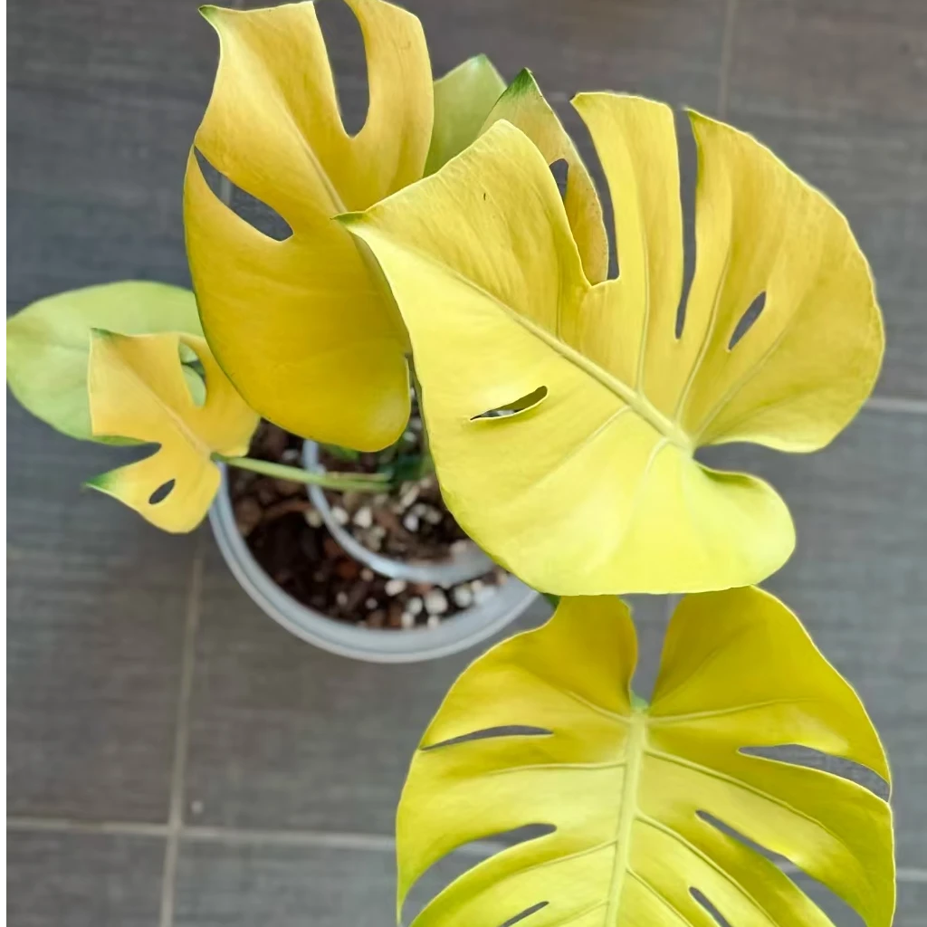 【热植馆】黄黄黄龟背竹锦化热带植物绿植花卉植物室内
