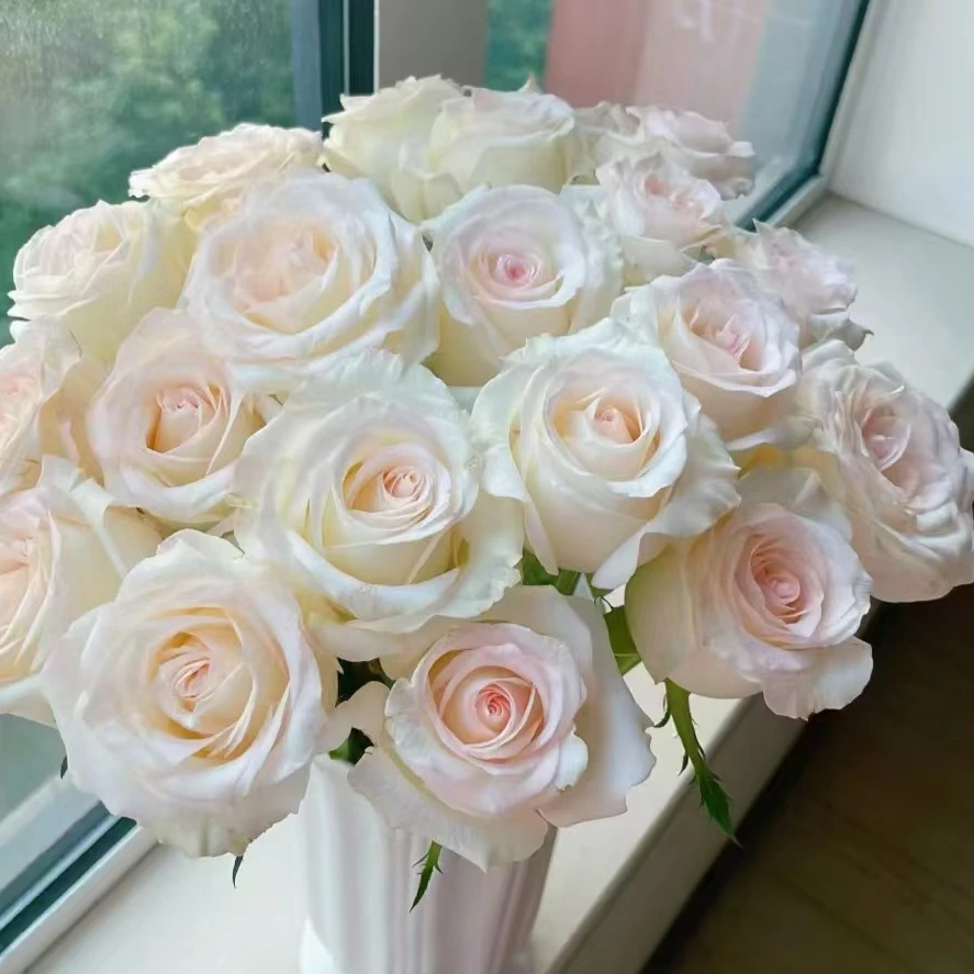 【叁叁专属】【小白兔】玫瑰花云南基地直发鲜花批发包邮