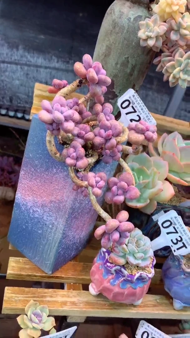 072T（一物一拍实付满28发货，默认不带盆土）