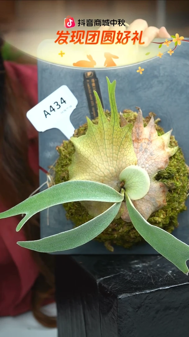 不开花植物A434-野银101孢子苗