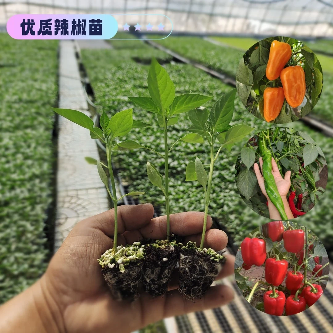 优质辣椒苗朝天椒灯笼椒牛角椒长线椒种植育苗成活快速生长下单