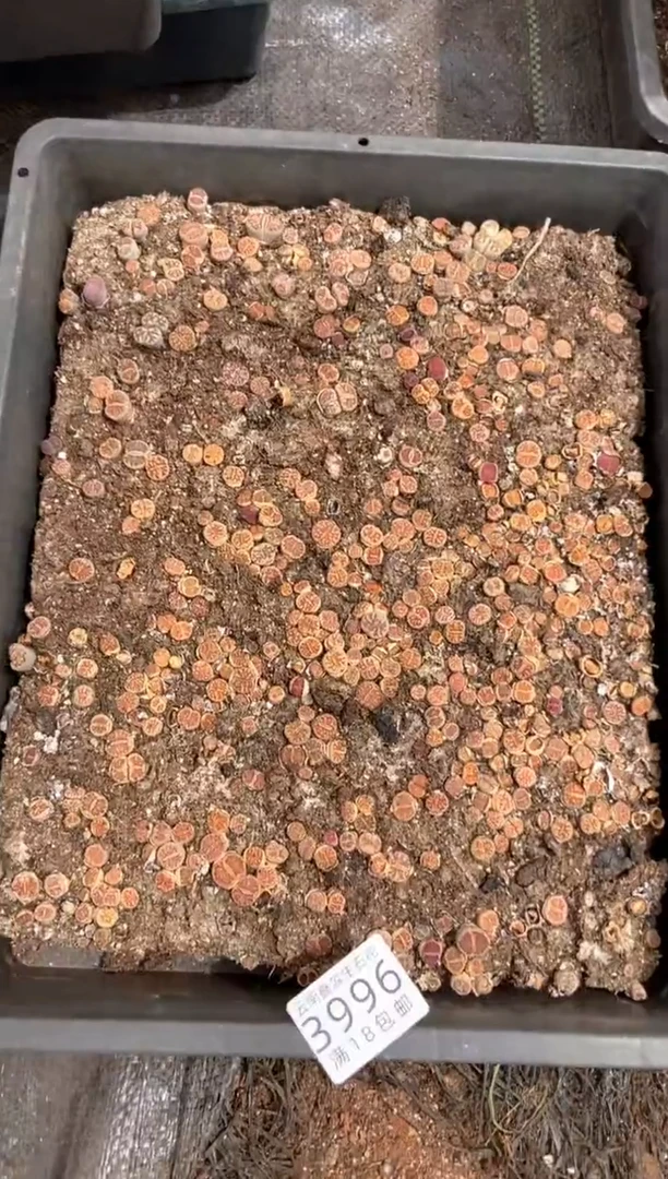 3996特价菊纹章框有疤瑕疵带土不带盆发货