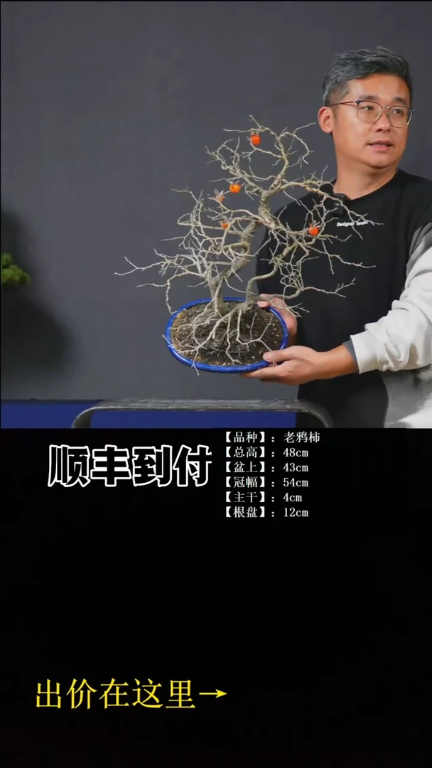 无花朵老鸦柿buaboyou