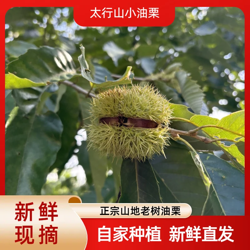太行山小油栗板栗现摘现发新鲜油栗产地直发口感脆甜软糯老少皆宜