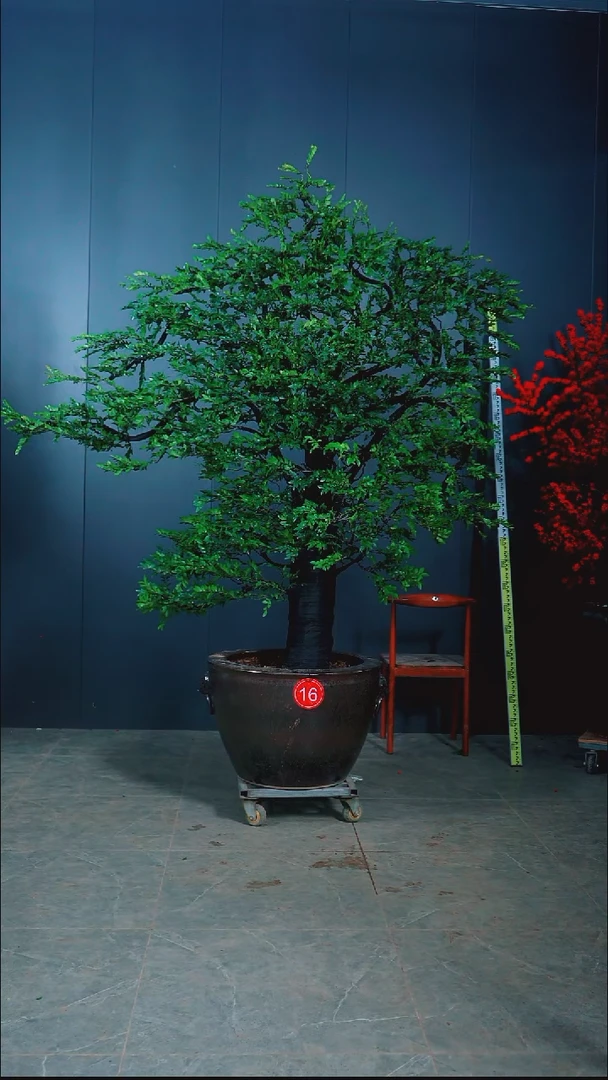 无花朵暮**。小叶紫檀16号