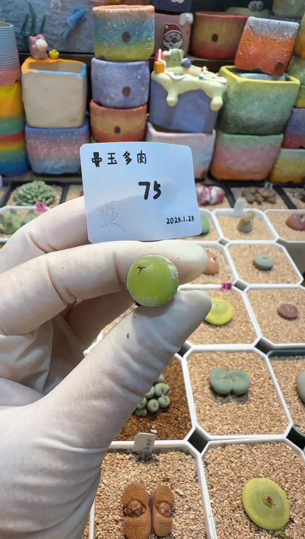 【闪购商品】25.1.25-75奶黄包 奖品