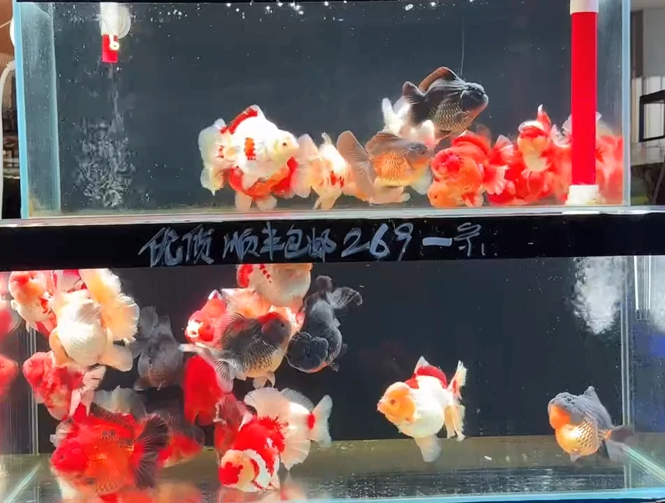 海水鱼鸽*鸽子新疆专拍两条顺丰空运