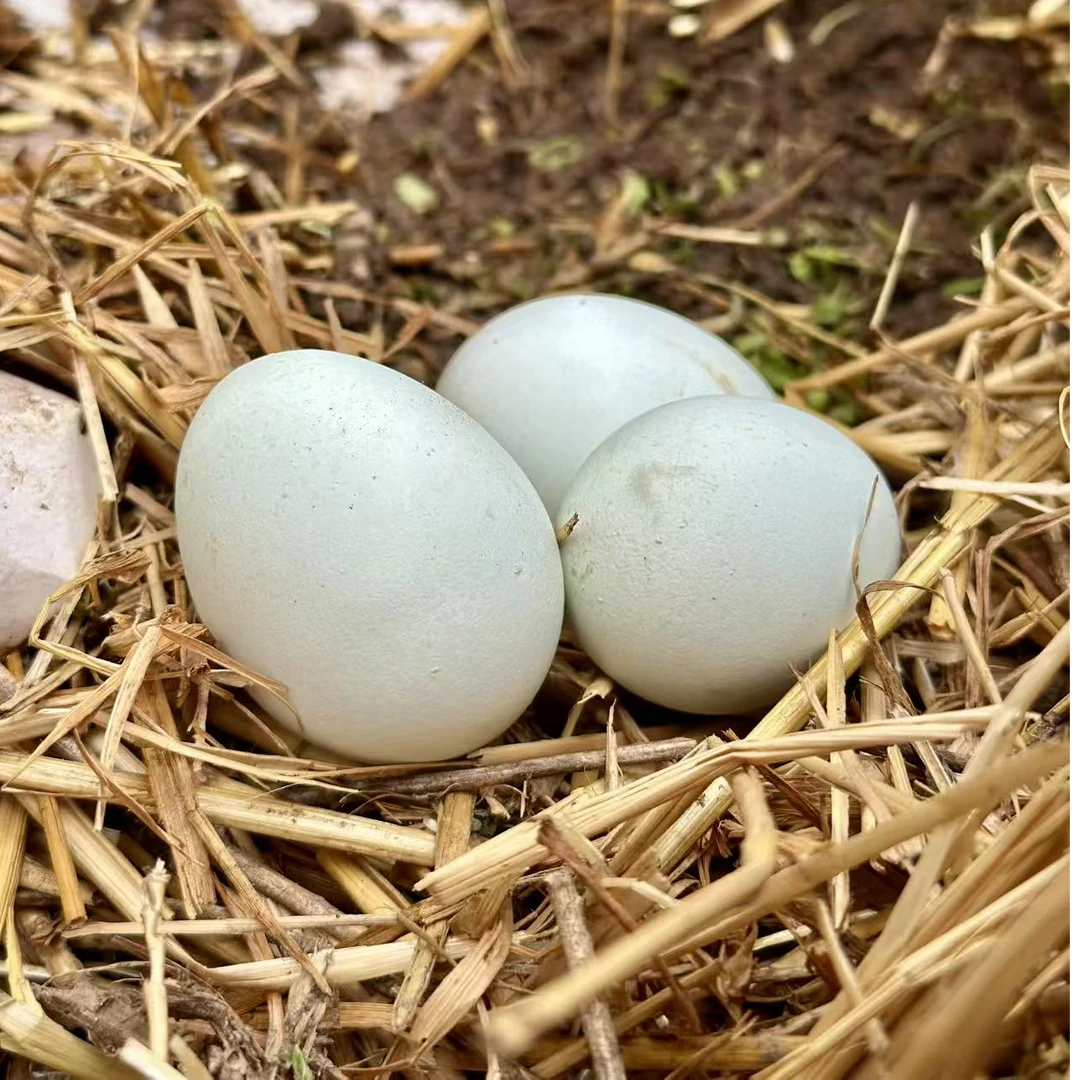 农场散养新鲜绿景鸡蛋营养健康青皮绿皮农家出品