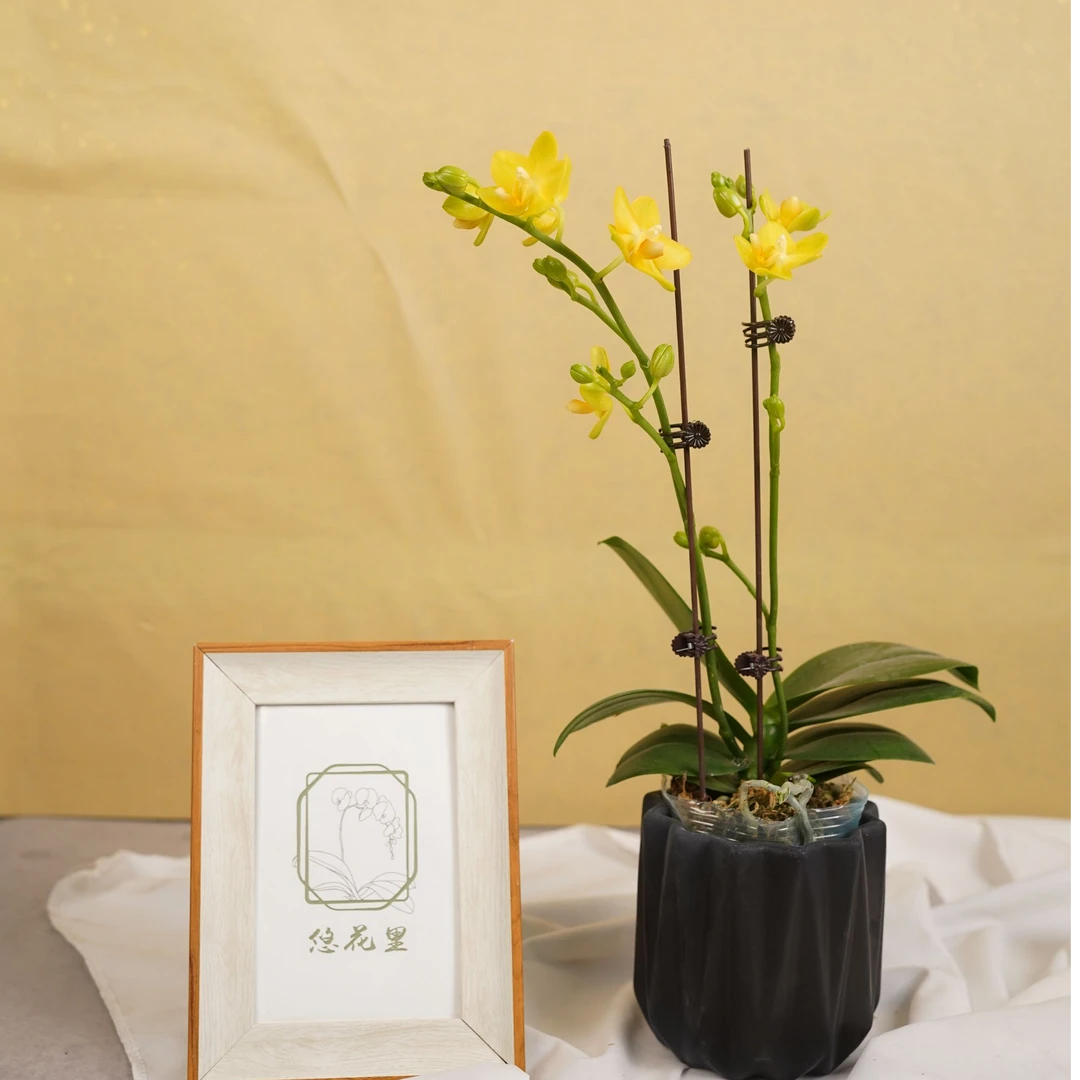 悠花里蝴蝶兰（吉祥如意全花）开花珠发货