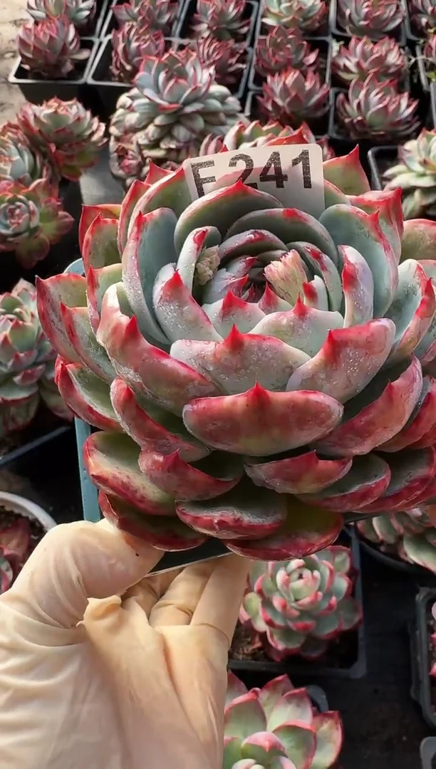 F241惊鸿仙子（裸根发货）