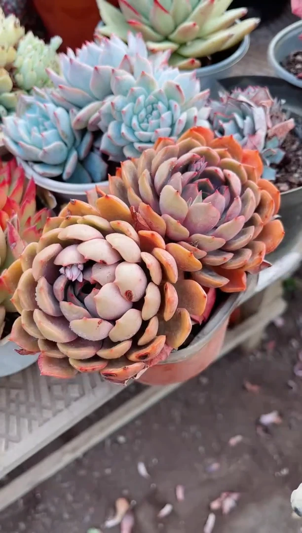 【闪购商品】09137