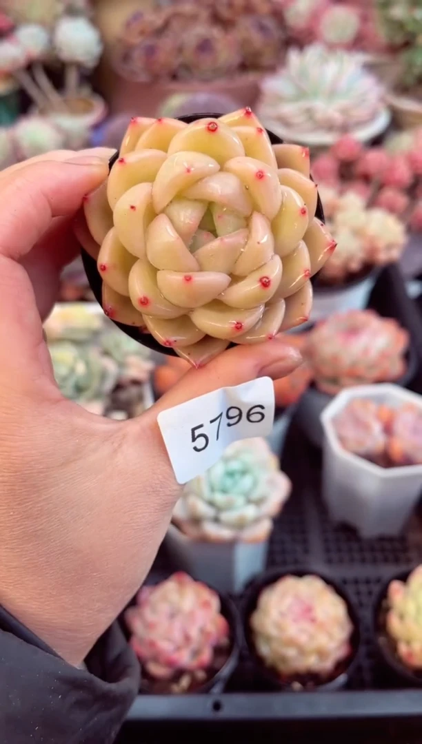 【闪购商品】5796单头多肉
