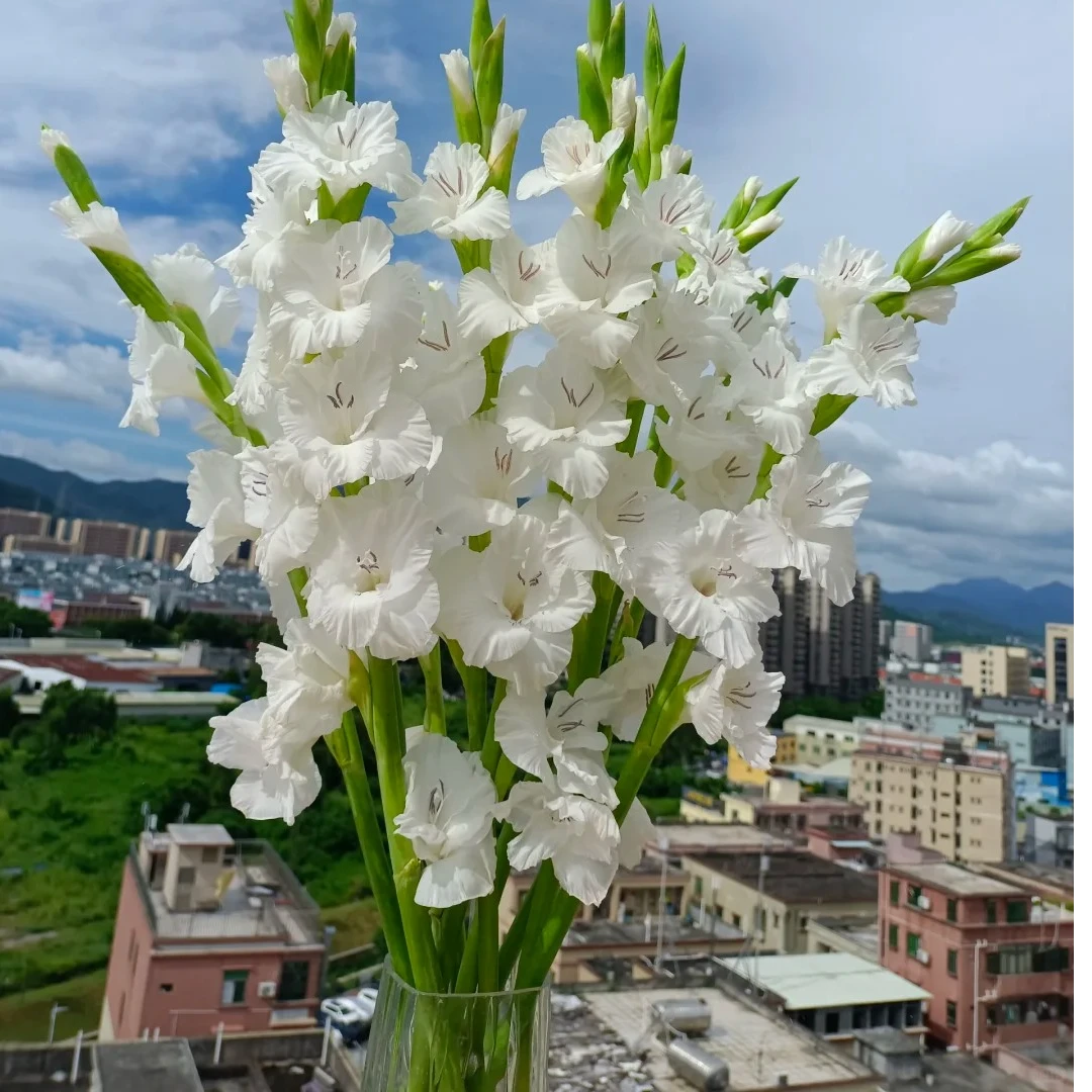 白剑兰 今天拍明天到