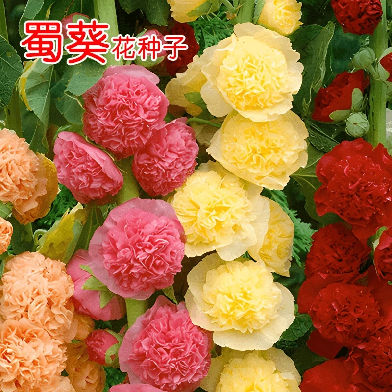 重瓣蜀葵花种子阳台混色一丈红子室外庭院多年生四季花籽