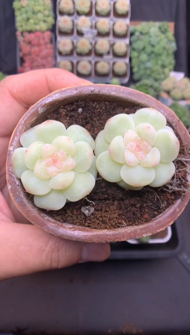 量拍 朦胧 随机发 18一颗