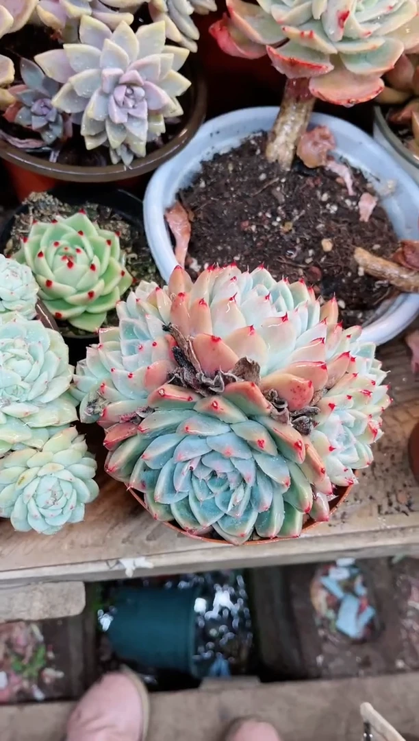 【闪购商品】19028