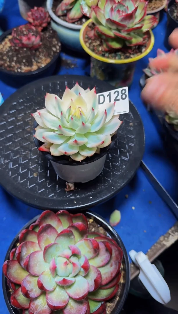 D128吉娃娃锦（裸根发货）