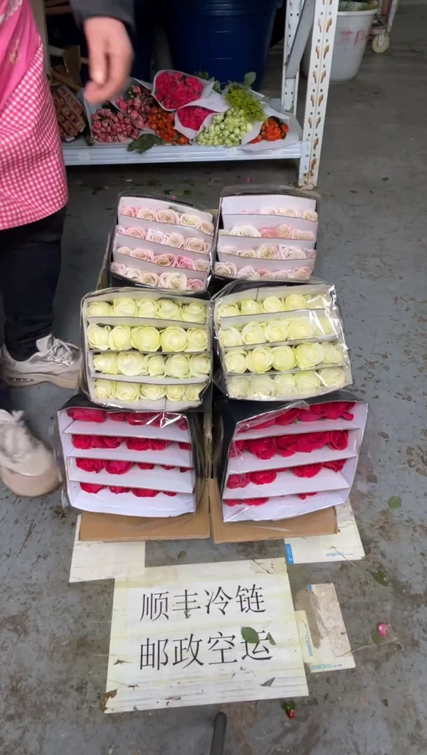 佛洛依德20枝+骄傲20枝+曼塔20枝